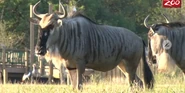 Columbus Zoo Wildebeest.png (2.27 MB) Blue Wildebeest