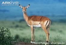 Female-impala.jpg