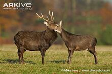 Male and female sika deer interacting.jpg
