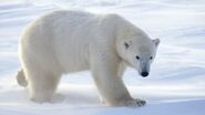 Polar Bear (Female)