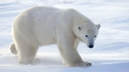 Polar Bear (Female).jpg (88 KB)