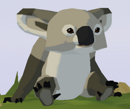 Queensland Koala WOZ