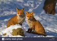Red Fox and Vixen