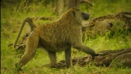SRNGTI Baboon.png (2.15 MB) Olive Baboon