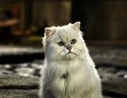 Snowbell,