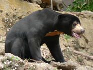 Sun Bear in Malaysia