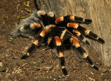 Tarantula.jpg