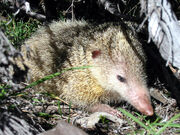 Tenrec, tailless.jpg