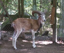 Urial.jpg