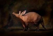 Aardvark as Pygmy hog