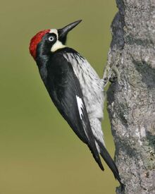 Acorn Woodpecker s52-13-008 l 0.jpg
