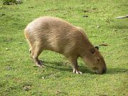 Capybara