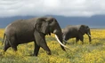 Elephants In the Flowery Savannas of Tanzania.jpg (164 KB)