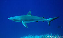 Gray-reef-jj.jpg