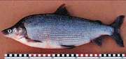 Humpback whitefish female