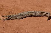 Malagasy Nile Crocodile.jpg