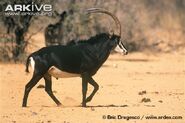 Male-Roosevelts-sable
