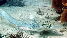 Ocean329zebsha 003.jpg