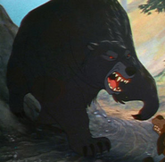 Bear
