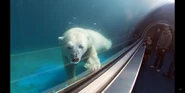 Pittsburgh Zoo Polar Bear.png (1.47 MB)