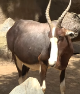 San Diego Zoo Bontebok