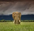 Stormy Elephant.jpg (48 KB)