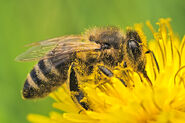 Western honeybee (Apis mellifera)