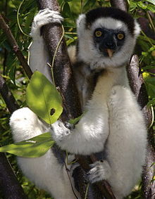 220px-Propithecus verreauxi 002.jpg