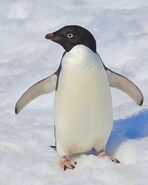 Adélie Penguin as Pudge