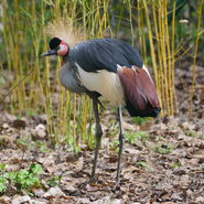 Grey-crowned Crane