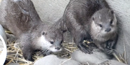 Columbus Zoo Otters