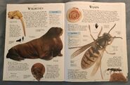 DK Encyclopedia Of Animals (165)