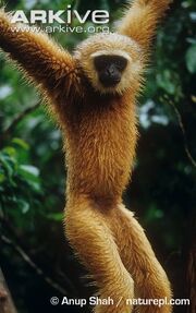 Gibbon, Agile.jpg