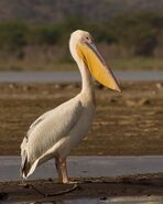 Great white pelican