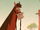 The Red Fox's New Groove