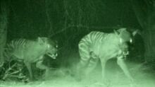 Hyaenodon.jpg