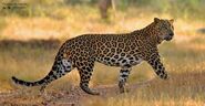 Indian leopard