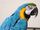 Blue and Gold Macaw/Gallery
