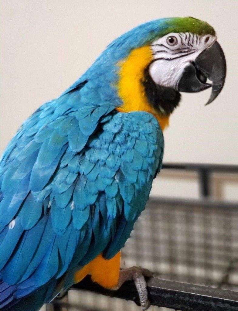 blue and yellow macaws