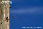 Pileated-woodpecker