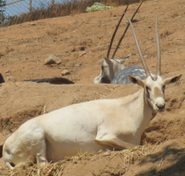 San Diego Zoo Safari Park Arabian Oryx