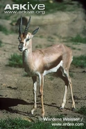 Speke's Gazelle as Vidalla