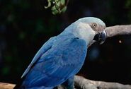 Spix's Macaw as Cassia