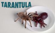 Tarantula in gummy vs real challenge live animal edition