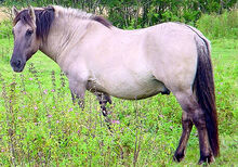 Tarpan1.jpg