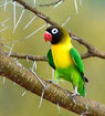 Yellow-Collared Lovebird