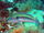 Multicolorfin Rainbowfish