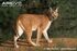 Common Caracal as Majungasaurus