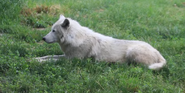 Arctic Wolf as Panda