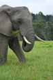 Female Elephant Head.jpg (9 KB)